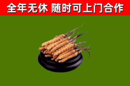澜沧回收冬虫夏草